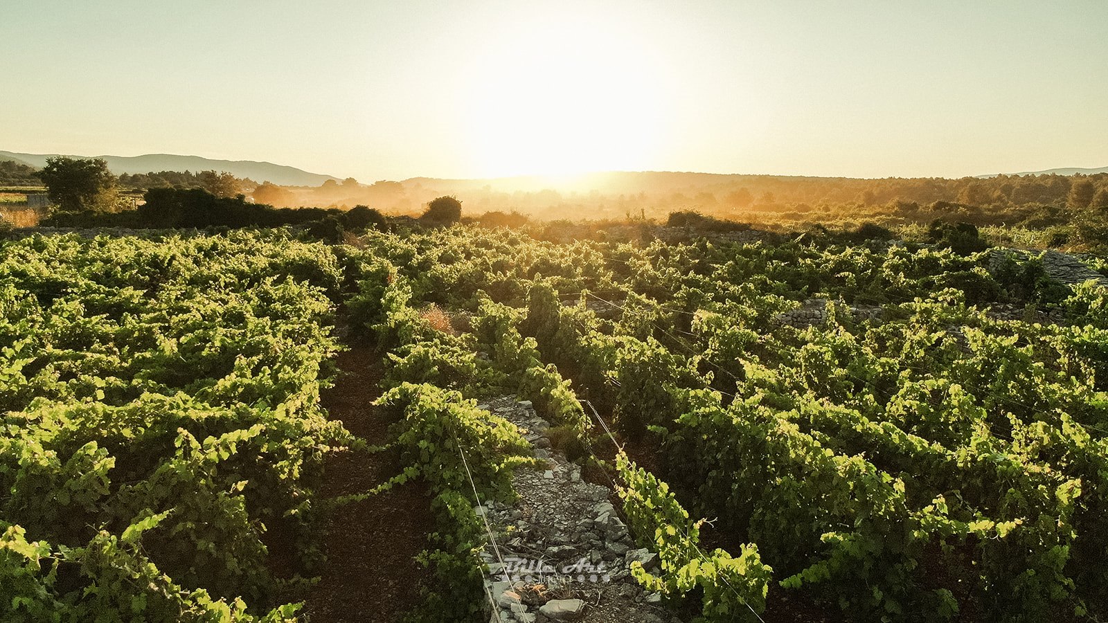 Vinarija Pavicic vinograd