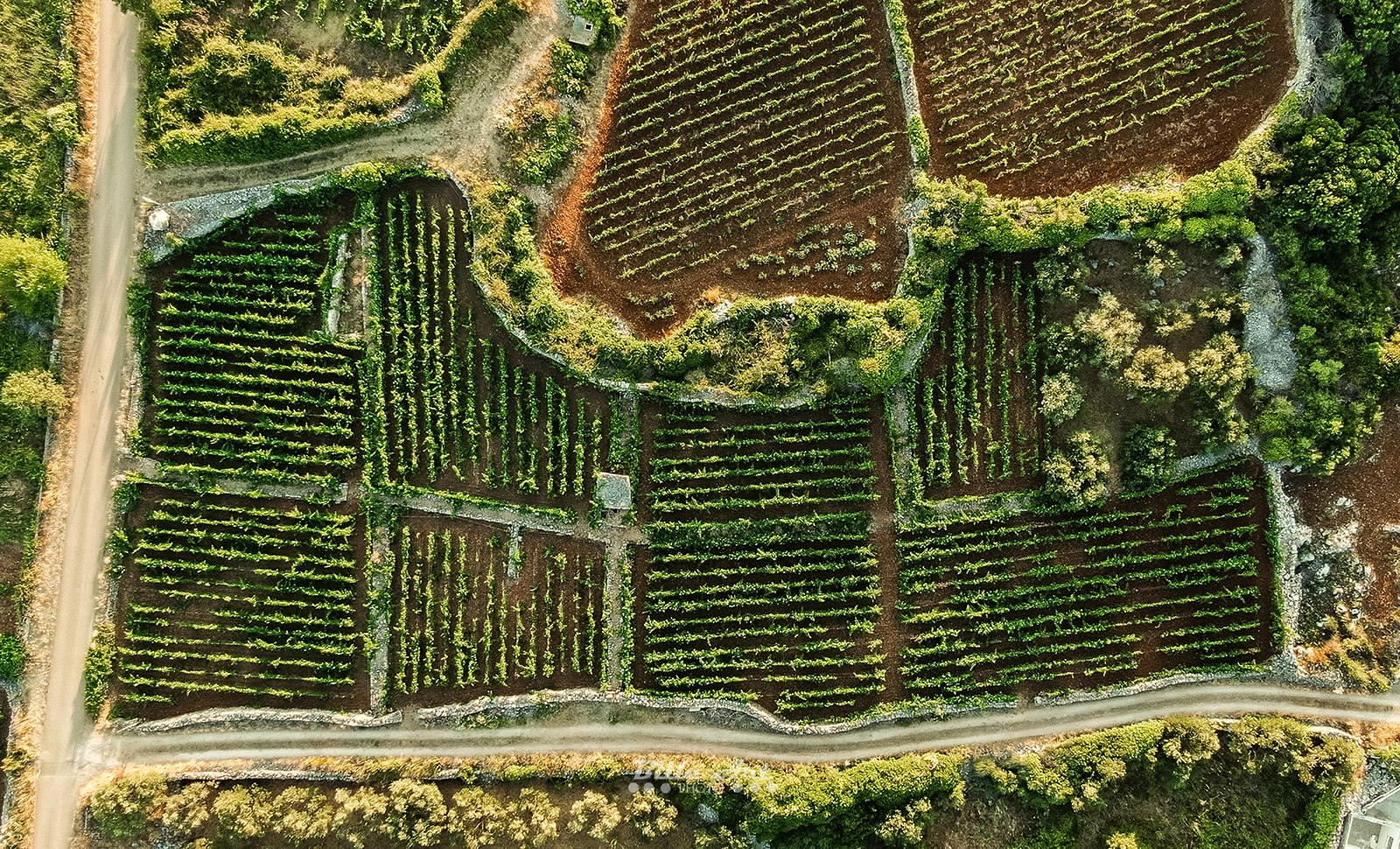 Vinarija Pavicic vinograd